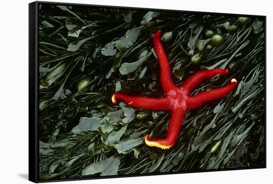 USA, Washington, Tongue Point. Blood Star and Kelp in Tide Pool-Jaynes Gallery-Framed Stretched Canvas