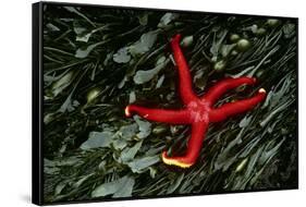 USA, Washington, Tongue Point. Blood Star and Kelp in Tide Pool-Jaynes Gallery-Framed Stretched Canvas