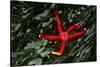 USA, Washington, Tongue Point. Blood Star and Kelp in Tide Pool-Jaynes Gallery-Stretched Canvas