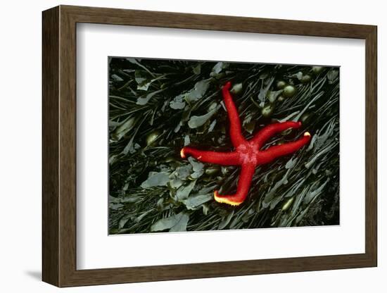 USA, Washington, Tongue Point. Blood Star and Kelp in Tide Pool-Jaynes Gallery-Framed Photographic Print