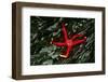 USA, Washington, Tongue Point. Blood Star and Kelp in Tide Pool-Jaynes Gallery-Framed Photographic Print