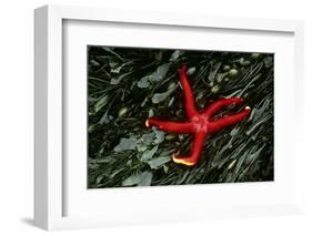 USA, Washington, Tongue Point. Blood Star and Kelp in Tide Pool-Jaynes Gallery-Framed Photographic Print