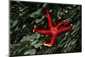 USA, Washington, Tongue Point. Blood Star and Kelp in Tide Pool-Jaynes Gallery-Mounted Photographic Print