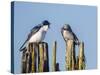 USA, Washington. Tree Swallows Perched over Lake Sammamish-Gary Luhm-Stretched Canvas