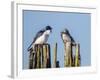 USA, Washington. Tree Swallows Perched over Lake Sammamish-Gary Luhm-Framed Photographic Print