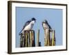 USA, Washington. Tree Swallows Perched over Lake Sammamish-Gary Luhm-Framed Photographic Print