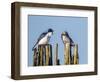 USA, Washington. Tree Swallows Perched over Lake Sammamish-Gary Luhm-Framed Photographic Print