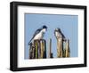 USA, Washington. Tree Swallows Perched over Lake Sammamish-Gary Luhm-Framed Photographic Print