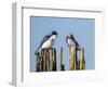 USA, Washington. Tree Swallows Perched over Lake Sammamish-Gary Luhm-Framed Photographic Print