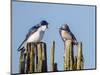 USA, Washington. Tree Swallows Perched over Lake Sammamish-Gary Luhm-Mounted Photographic Print