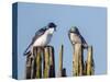 USA, Washington. Tree Swallows Perched over Lake Sammamish-Gary Luhm-Stretched Canvas