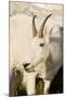 USA, Washington, Upper Enchantments Lake Basin. Mountain goat ewe.-Steve Kazlowski-Mounted Photographic Print