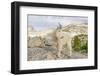 USA, Washington, Upper Enchantments Lake Basin. Mountain goat ewe.-Steve Kazlowski-Framed Photographic Print