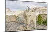 USA, Washington, Upper Enchantments Lake Basin. Mountain goat ewe.-Steve Kazlowski-Mounted Photographic Print