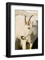 USA, Washington, Upper Enchantments Lake Basin. Mountain goat ewe.-Steve Kazlowski-Framed Photographic Print