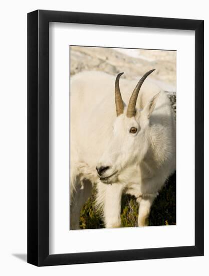 USA, Washington, Upper Enchantments Lake Basin. Mountain goat ewe.-Steve Kazlowski-Framed Photographic Print