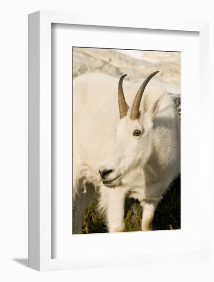 USA, Washington, Upper Enchantments Lake Basin. Mountain goat ewe.-Steve Kazlowski-Framed Photographic Print