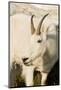 USA, Washington, Upper Enchantments Lake Basin. Mountain goat ewe.-Steve Kazlowski-Mounted Photographic Print