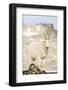 USA, Washington, Upper Enchantments Lake Basin. Mountain goat ewe.-Steve Kazlowski-Framed Photographic Print