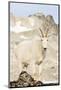 USA, Washington, Upper Enchantments Lake Basin. Mountain goat ewe.-Steve Kazlowski-Mounted Photographic Print