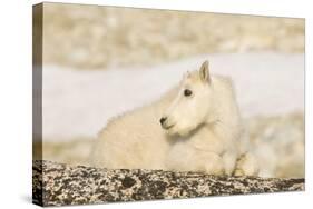 USA, Washington, Upper Enchantments Lake Basin. Mountain goat kid.-Steve Kazlowski-Stretched Canvas