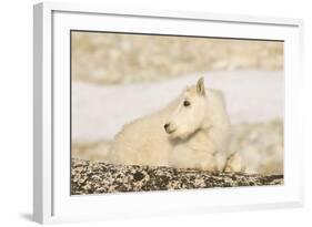 USA, Washington, Upper Enchantments Lake Basin. Mountain goat kid.-Steve Kazlowski-Framed Photographic Print