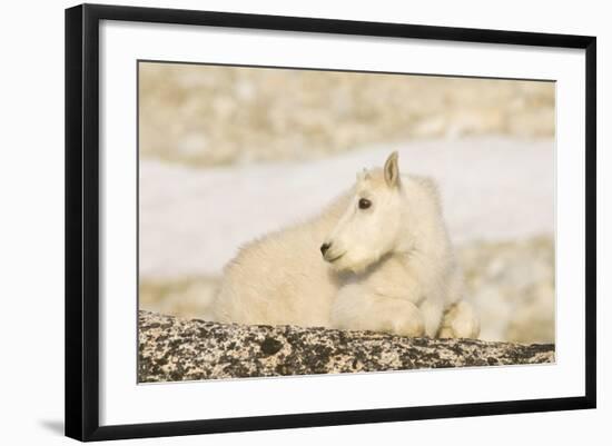 USA, Washington, Upper Enchantments Lake Basin. Mountain goat kid.-Steve Kazlowski-Framed Photographic Print