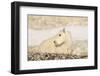 USA, Washington, Upper Enchantments Lake Basin. Mountain goat kid.-Steve Kazlowski-Framed Photographic Print