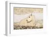 USA, Washington, Upper Enchantments Lake Basin. Mountain goat kid.-Steve Kazlowski-Framed Photographic Print