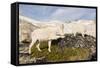 USA, Washington, Upper Enchantments. Mountain goat ewe with kid.-Steve Kazlowski-Framed Stretched Canvas