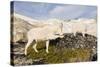 USA, Washington, Upper Enchantments. Mountain goat ewe with kid.-Steve Kazlowski-Stretched Canvas
