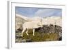 USA, Washington, Upper Enchantments. Mountain goat ewe with kid.-Steve Kazlowski-Framed Photographic Print