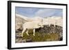 USA, Washington, Upper Enchantments. Mountain goat ewe with kid.-Steve Kazlowski-Framed Photographic Print