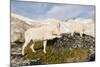 USA, Washington, Upper Enchantments. Mountain goat ewe with kid.-Steve Kazlowski-Mounted Photographic Print