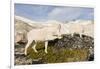 USA, Washington, Upper Enchantments. Mountain goat ewe with kid.-Steve Kazlowski-Framed Photographic Print