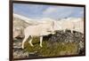 USA, Washington, Upper Enchantments. Mountain goat ewe with kid.-Steve Kazlowski-Framed Photographic Print