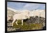 USA, Washington, Upper Enchantments. Mountain goat ewe with kid.-Steve Kazlowski-Framed Photographic Print