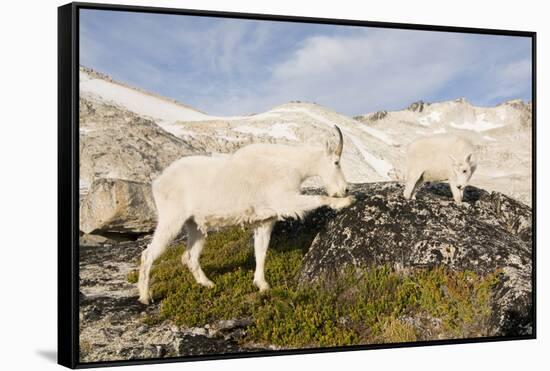 USA, Washington, Upper Enchantments. Mountain goat ewe with kid.-Steve Kazlowski-Framed Stretched Canvas