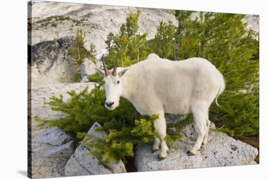 USA, Washington, Upper Enchantments. Mountain goat ewe with kid.-Steve Kazlowski-Stretched Canvas