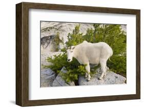 USA, Washington, Upper Enchantments. Mountain goat ewe with kid.-Steve Kazlowski-Framed Photographic Print