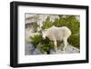 USA, Washington, Upper Enchantments. Mountain goat ewe with kid.-Steve Kazlowski-Framed Photographic Print