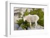 USA, Washington, Upper Enchantments. Mountain goat ewe with kid.-Steve Kazlowski-Framed Photographic Print