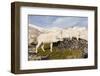 USA, Washington, Upper Enchantments. Mountain goat ewe with kid.-Steve Kazlowski-Framed Photographic Print