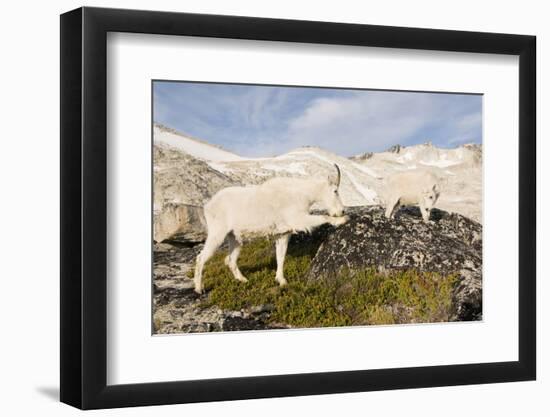 USA, Washington, Upper Enchantments. Mountain goat ewe with kid.-Steve Kazlowski-Framed Photographic Print