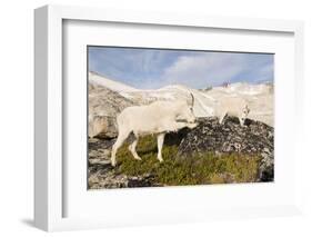 USA, Washington, Upper Enchantments. Mountain goat ewe with kid.-Steve Kazlowski-Framed Photographic Print