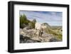 USA, Washington, Upper Enchantments. Mountain goat ewe with kid.-Steve Kazlowski-Framed Photographic Print