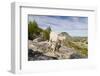 USA, Washington, Upper Enchantments. Mountain goat ewe with kid.-Steve Kazlowski-Framed Photographic Print