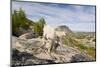 USA, Washington, Upper Enchantments. Mountain goat ewe with kid.-Steve Kazlowski-Mounted Photographic Print