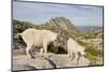 USA, Washington, Upper Enchantments. Mountain goat ewe with kid.-Steve Kazlowski-Mounted Photographic Print