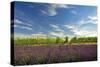USA, Washington, Walla Walla. Lavender fields border the vineyards-Richard Duval-Stretched Canvas